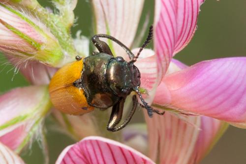 Réf. 215 773 : Labidostomis sp.